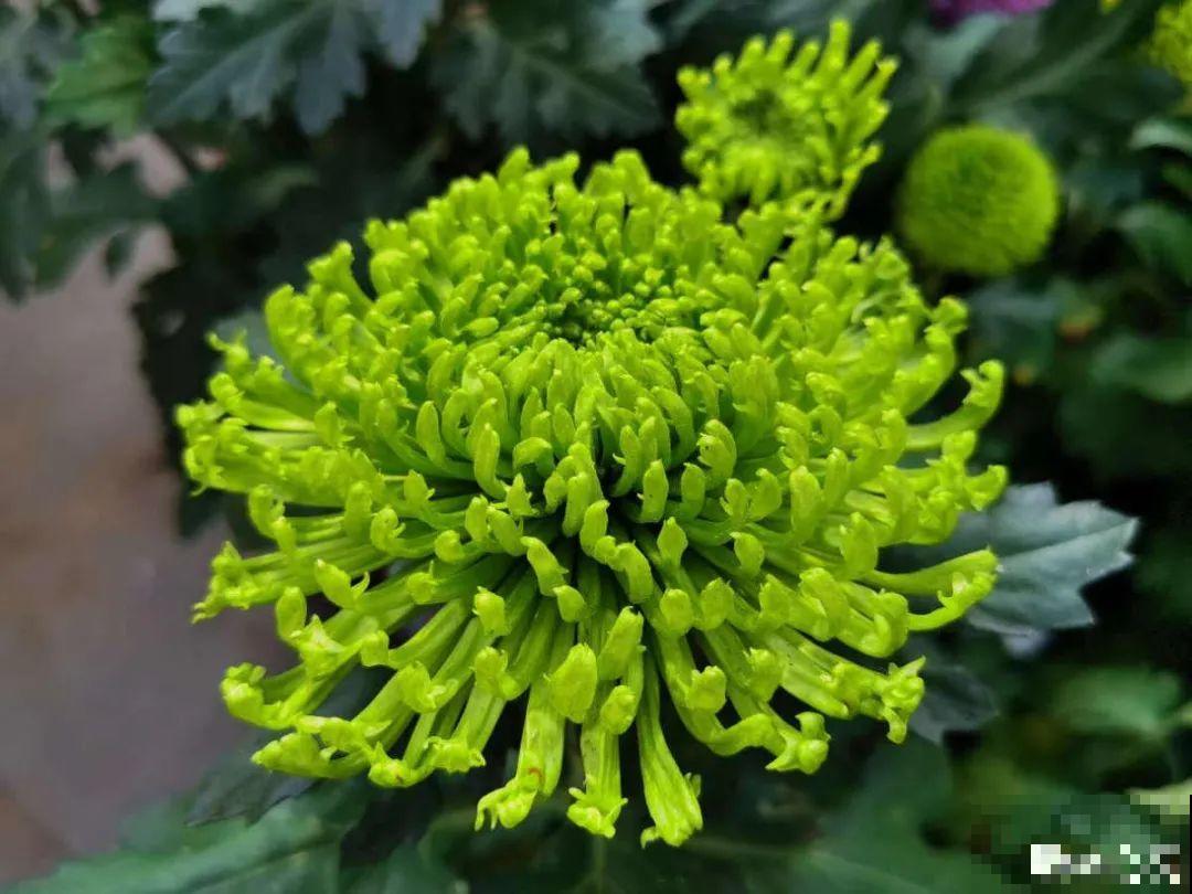 春天养盆绿色花,看着清爽干净,今年一定要养一盆 春天养盆绿色花,看着清爽干净,今年一定要养一盆