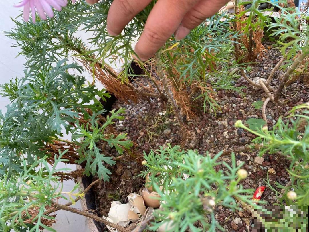 天热了，20种花最怕浇水，浇得越多，死得越快！