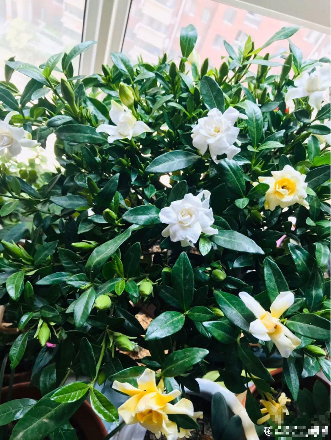 公认的难养花，买一盆死一盆，原来是被动了手脚…