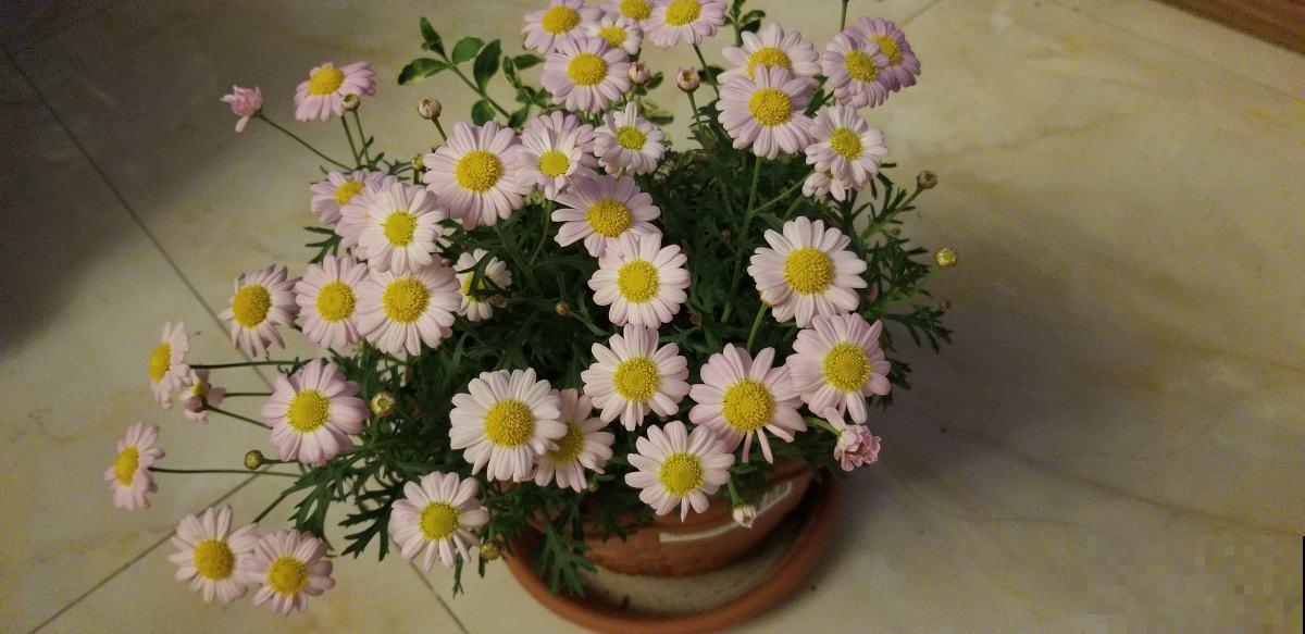 在家里想每天看花,养这5种,花期长,一年四季只顾着开花! 在家里想每天看花,养这5种,花期长,一年四季只顾着开花!