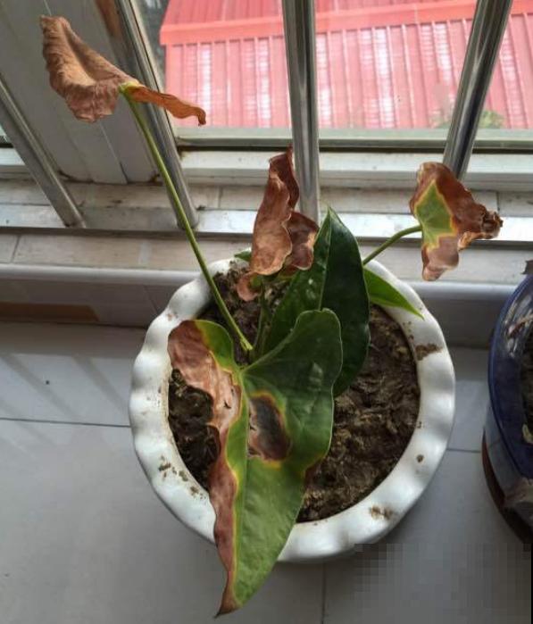 升温后，5种花别乱晒，一晒就叶子就黄了