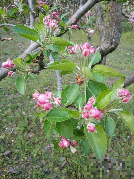 常见的水果树开花了，你见过几种？