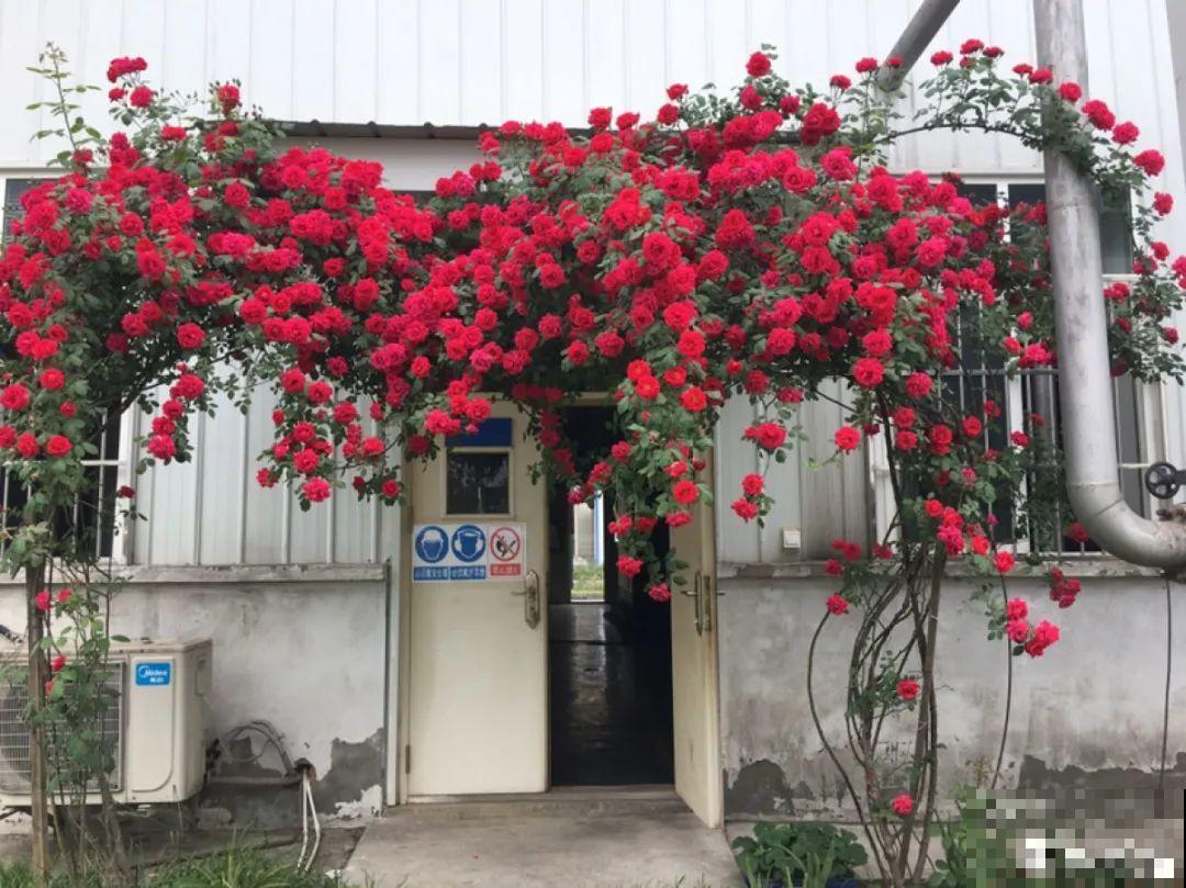 有院子的话，要种一整面花墙，呼呼开爆