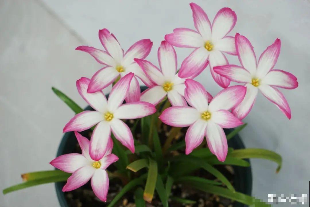 家里养盆香水花,满屋子飘香,还能净化空气 家里养盆香水花,满屋子飘香,还能净化空气