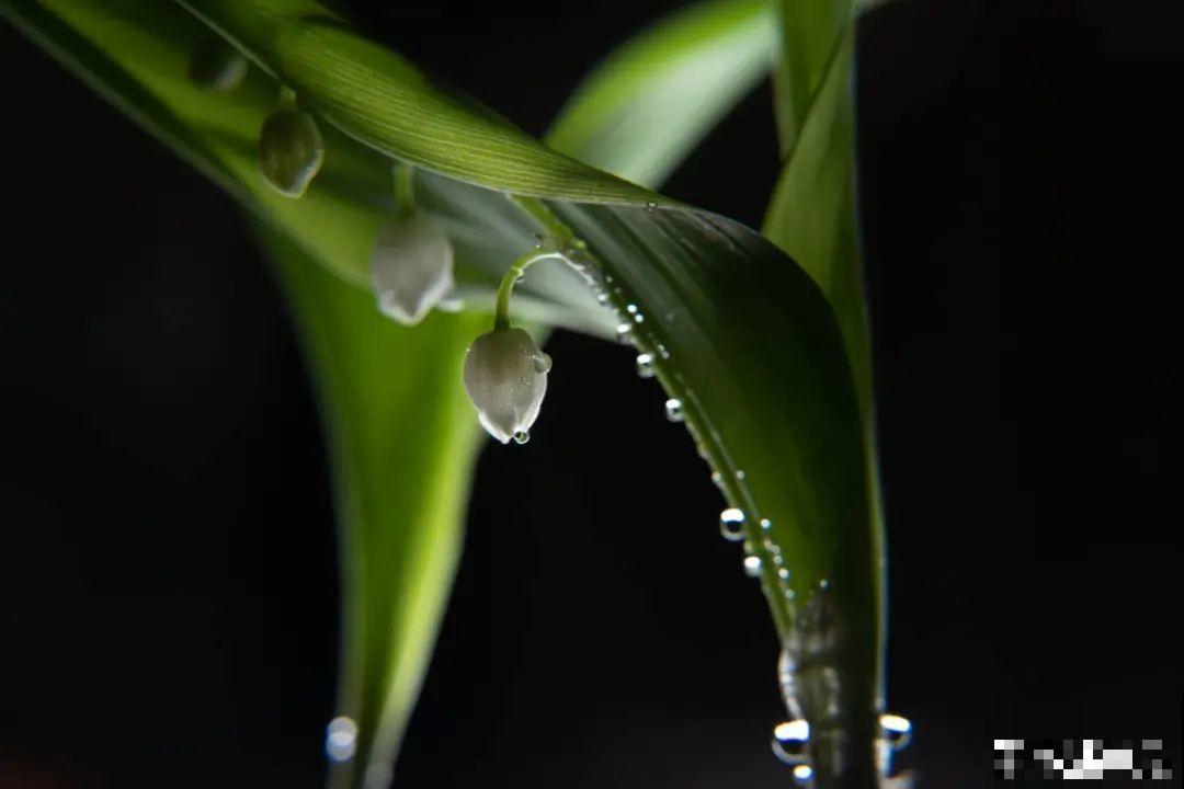 美人般的花,花开瞬间美到窒息,谁见都夸 美人般的花,花开瞬间美到窒息,谁见都夸