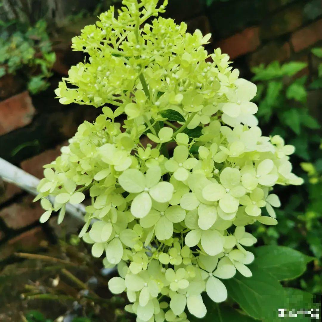 春天养盆绿色花,看着清爽干净,今年一定要养一盆 春天养盆绿色花,看着清爽干净,今年一定要养一盆