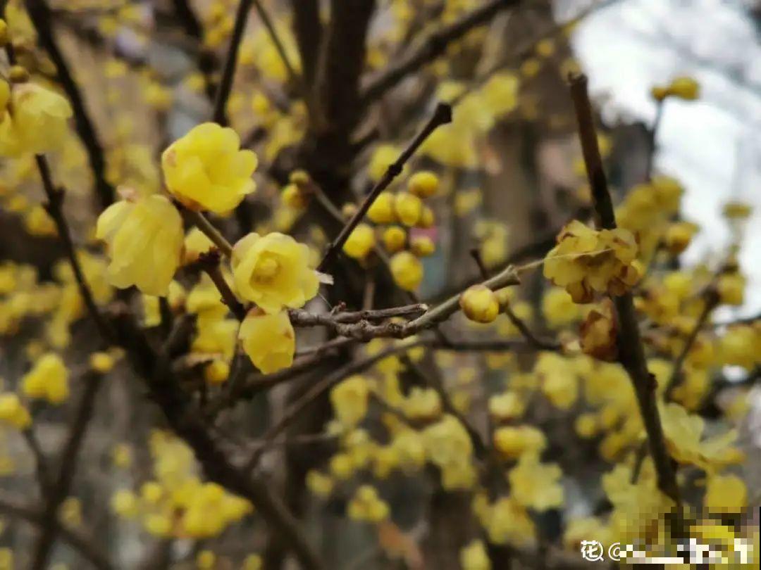 20种花不用买，开完花等20天，爆出好多种子！