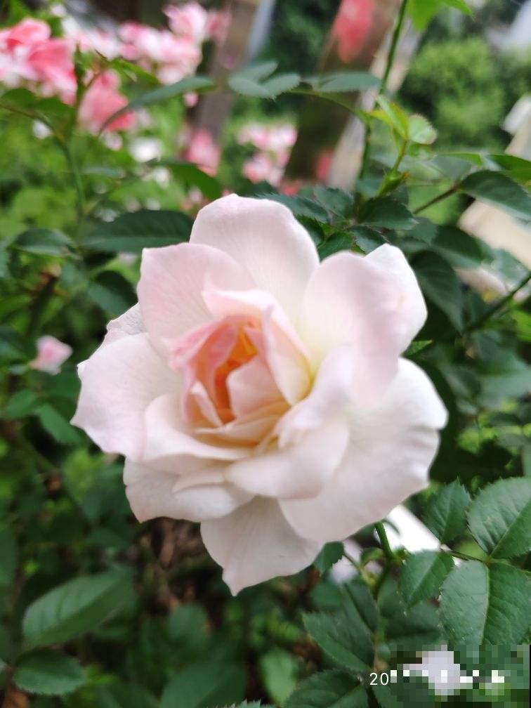 “阳台党”的福音!5种微月适合小阳台,养一盆就能开爆 “阳台党”的福音!5种微月适合小阳台,养一盆就能开爆