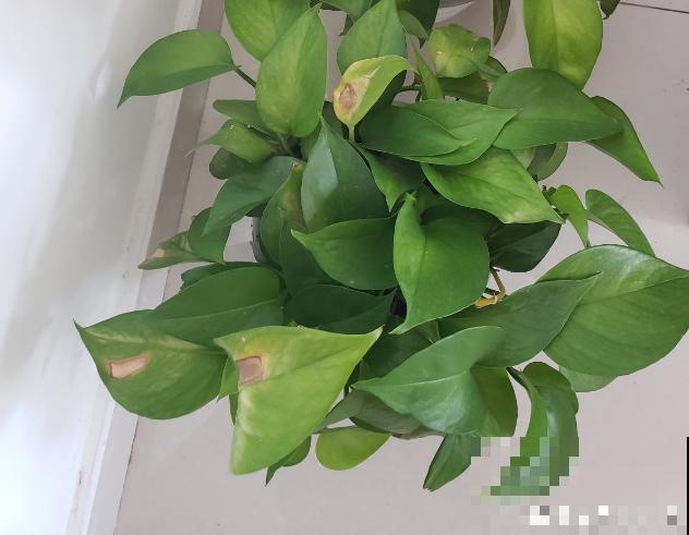 绿萝春天黄叶，赶紧看根部，可能烂了