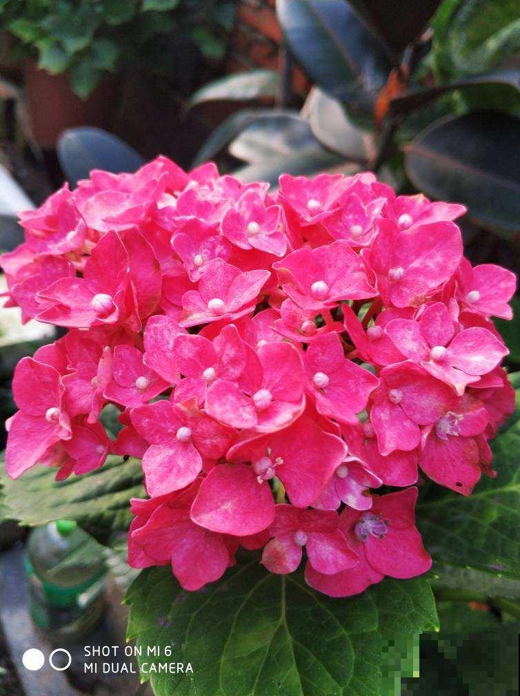 绣球叶子焦边，赶紧浇水，这是缺水信号！