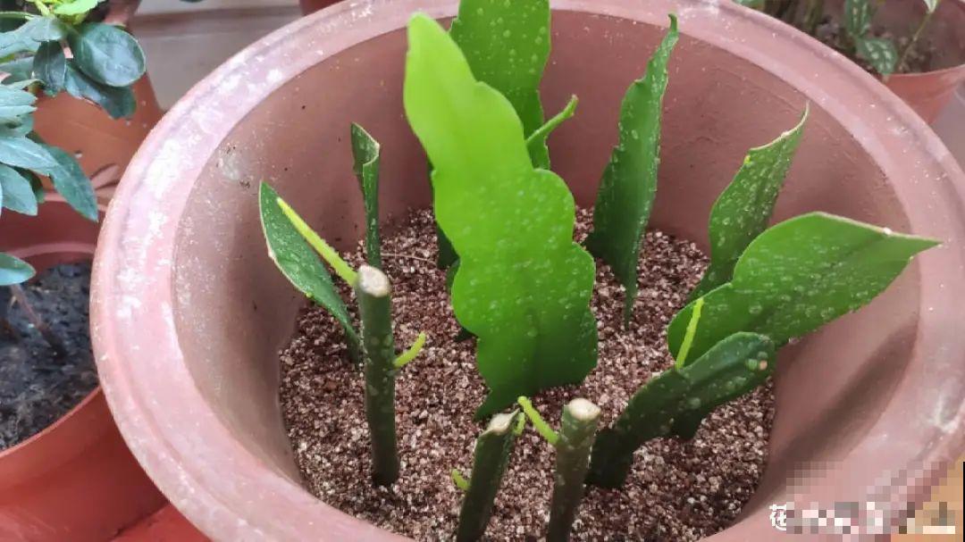 12种花真是太能生，叶子沾土就生根，实在太好活