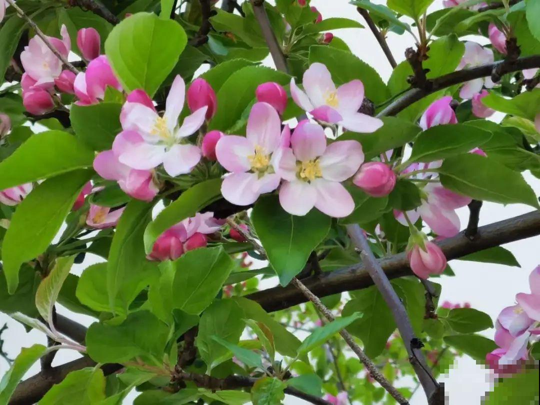 大院子养点大气花，超级有格调，漂亮的中国风