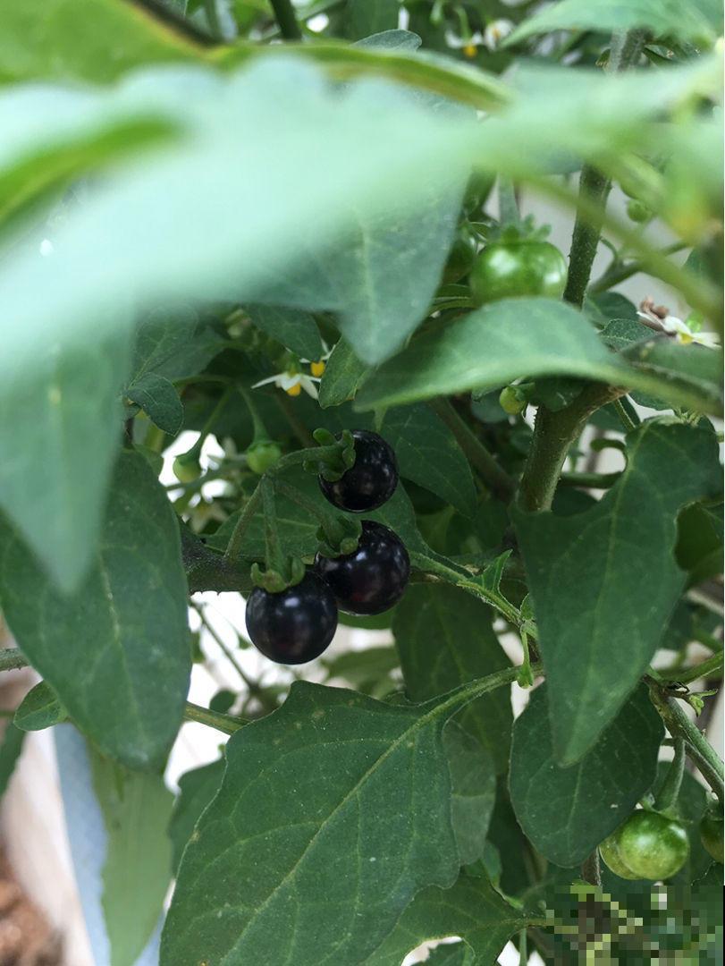 仙剑三的主角原来都是花的名字，追了那么久，居然都不知道！