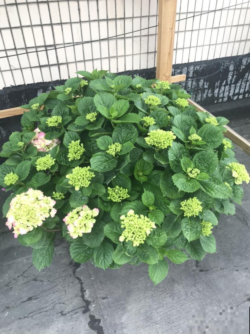 绣球到了花季,一直不开花,还是得从养护找原因 绣球到了花季,一直不开花,还是得从养护找原因