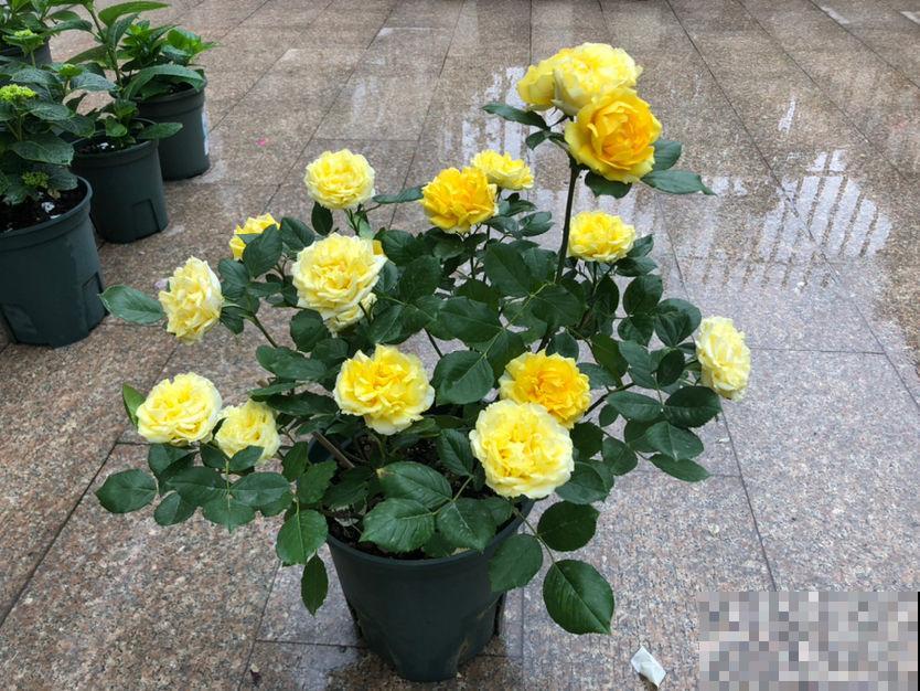 “阳台党”的福音!5种微月适合小阳台,养一盆就能开爆 “阳台党”的福音!5种微月适合小阳台,养一盆就能开爆