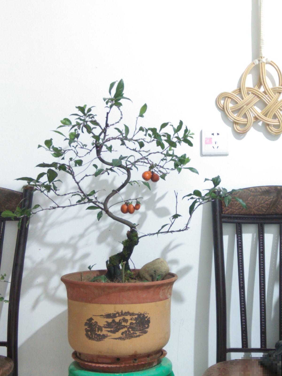 这些花当盆景能增值，越老越值钱，赶紧多种几盆！