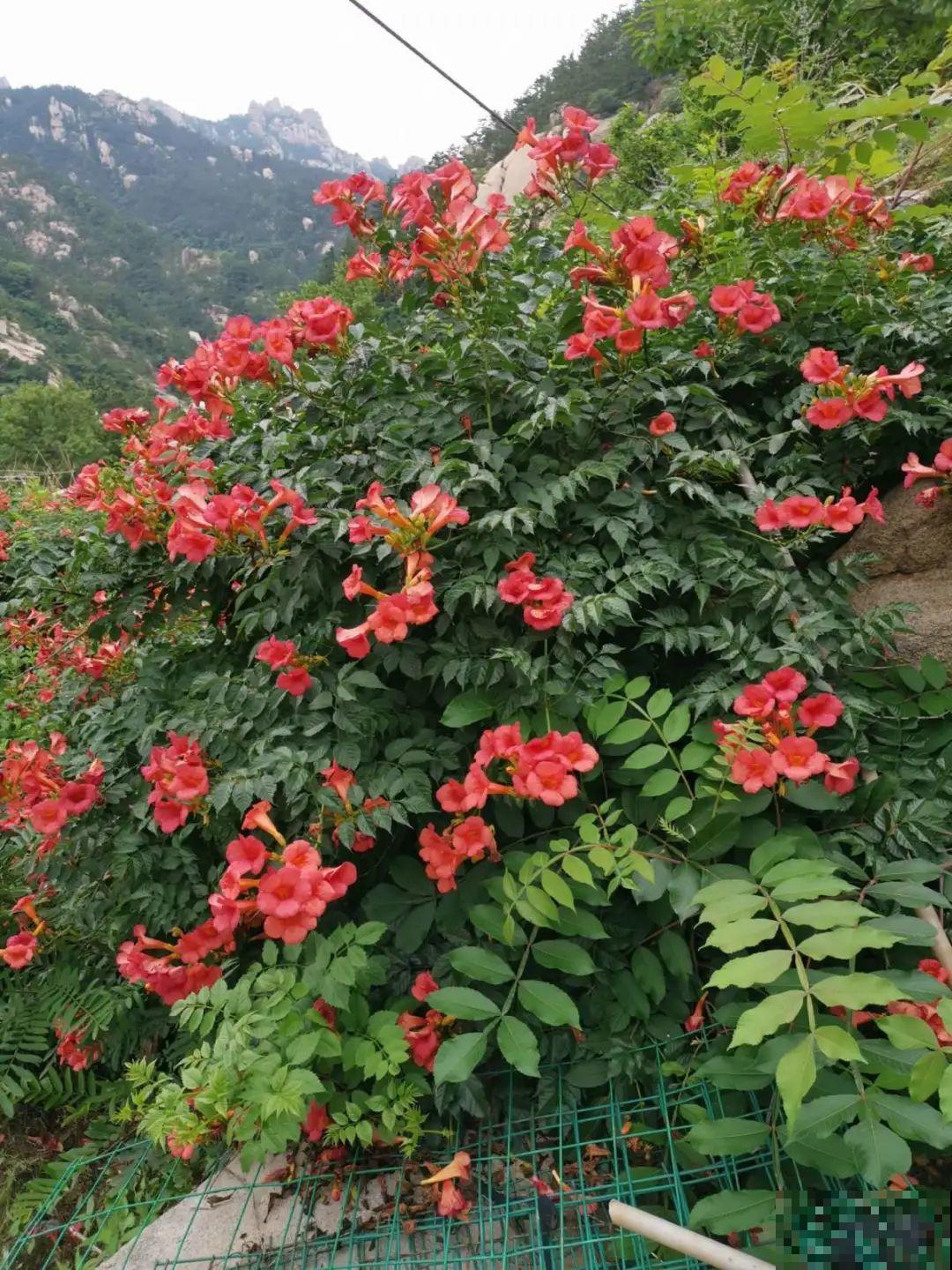 一棵旱金莲,开花又多又没,1年就能长成花墙! 一棵旱金莲,开花又多又没,1年就能长成花墙!