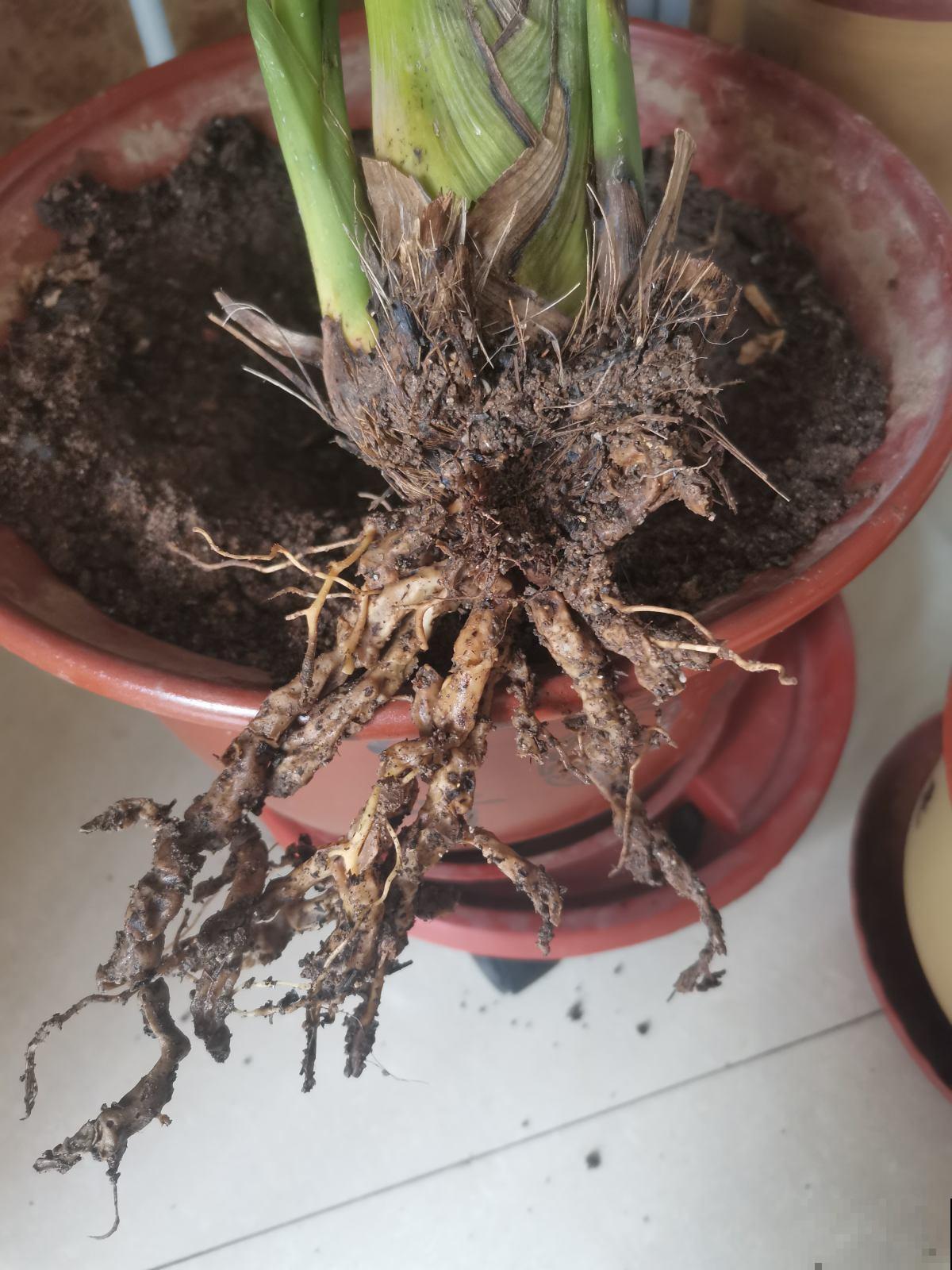 植物烂根不要怕,简单几步,就能妙手回春! 植物烂根不要怕,简单几步,就能妙手回春!