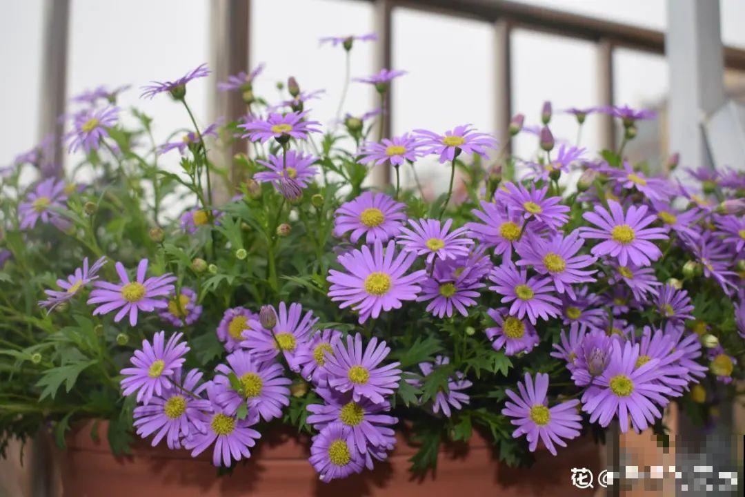 大岩桐特耐阴，每天一两个小时光照，一年开花上百天