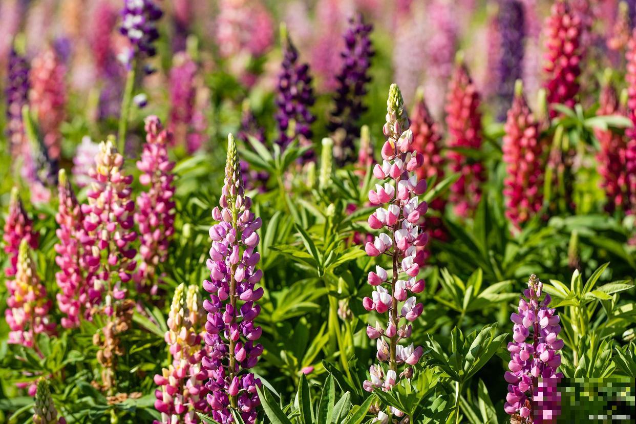 如果我有院子，一定种这3种花，天天有花赏！