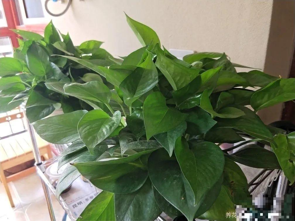 绿萝春天黄叶，赶紧看根部，可能烂了