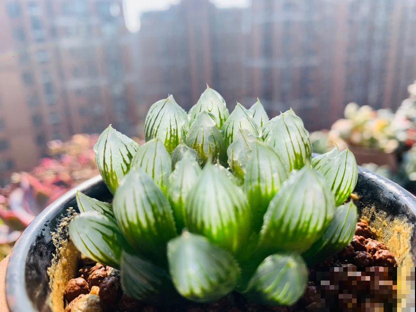 4种多肉有“两副面孔”，小时候可爱，长大后太丑