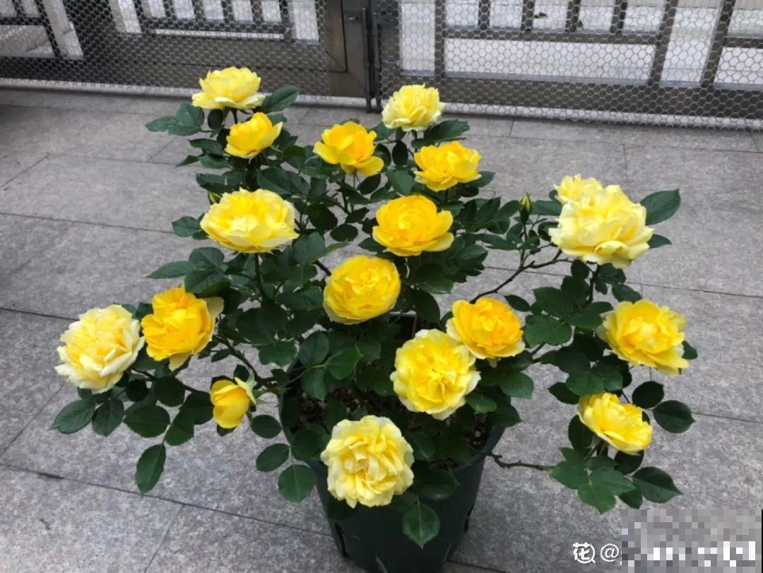 11种常见花，现在扦插，成活率特高