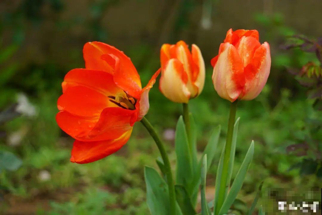20种有毒花，看见绕道儿走，千万别乱摸