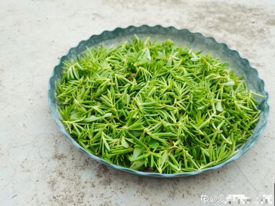 6种花夏天扦插,枝条剁8段、撒土里,3岁小孩都能插活! 6种花夏天扦插,枝条剁8段、撒土里,3岁小孩都能插活!