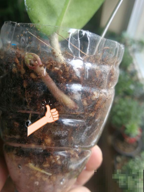 12种花真是太能生，叶子沾土就生根，实在太好活