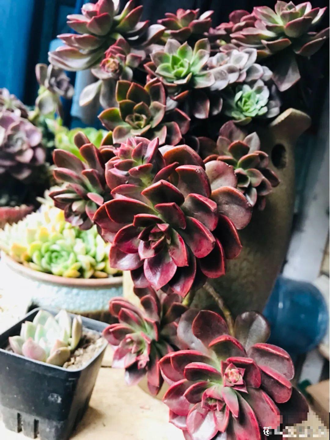 多肉老桩属实震撼，颜值都很高，越养越上瘾