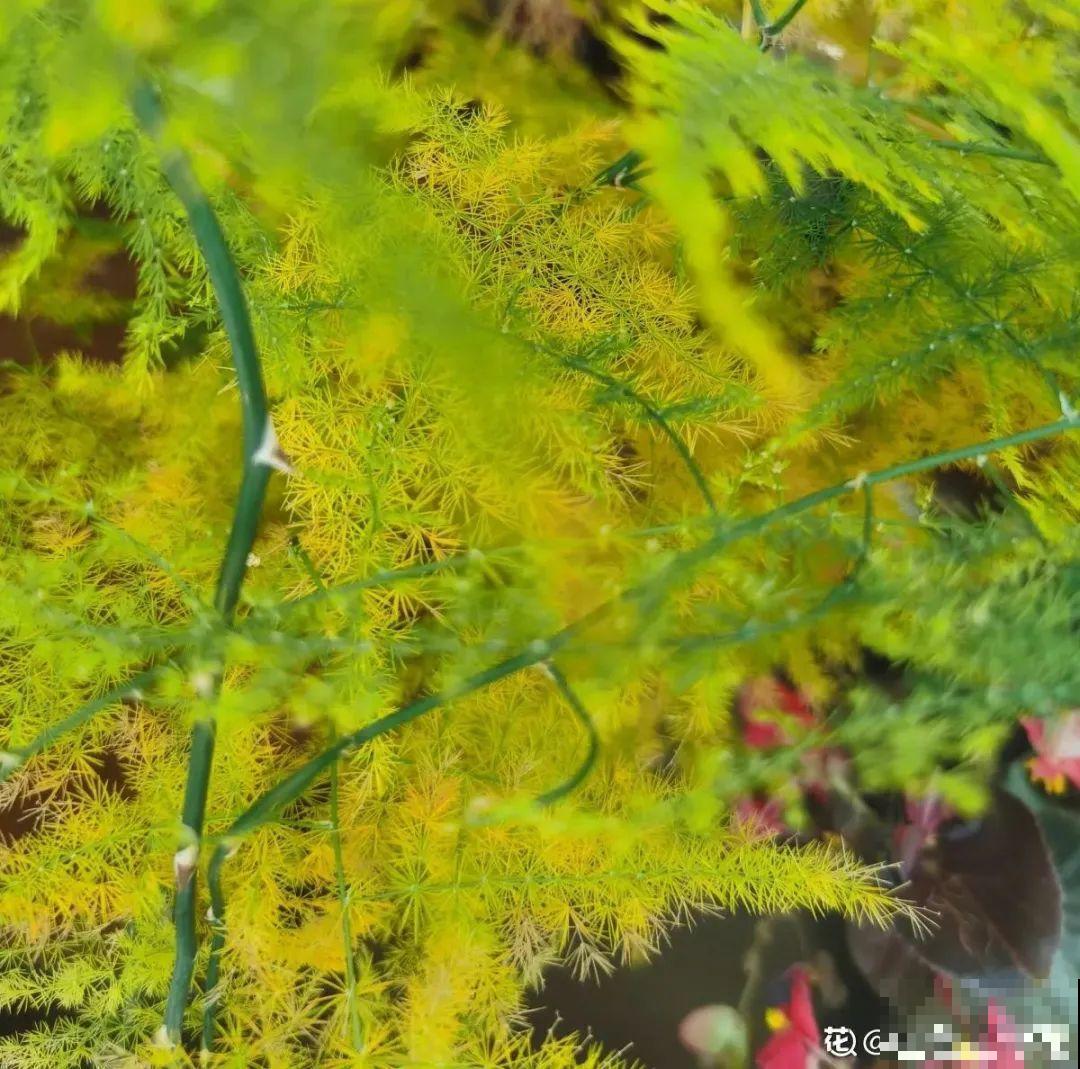 夏天怕晒的花,赶紧搬到阴凉地儿,再晒成枯杆了 夏天怕晒的花,赶紧搬到阴凉地儿,再晒成枯杆了