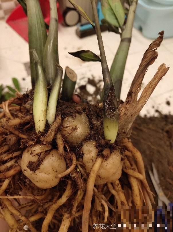 植物烂根不要怕,简单几步,就能妙手回春! 植物烂根不要怕,简单几步,就能妙手回春!