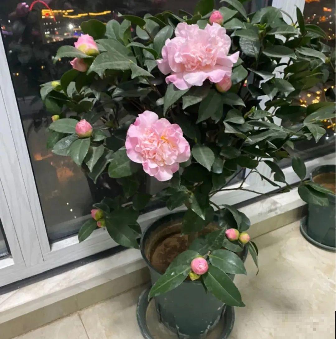 长寿开花后，要好好修剪，很快冒新芽