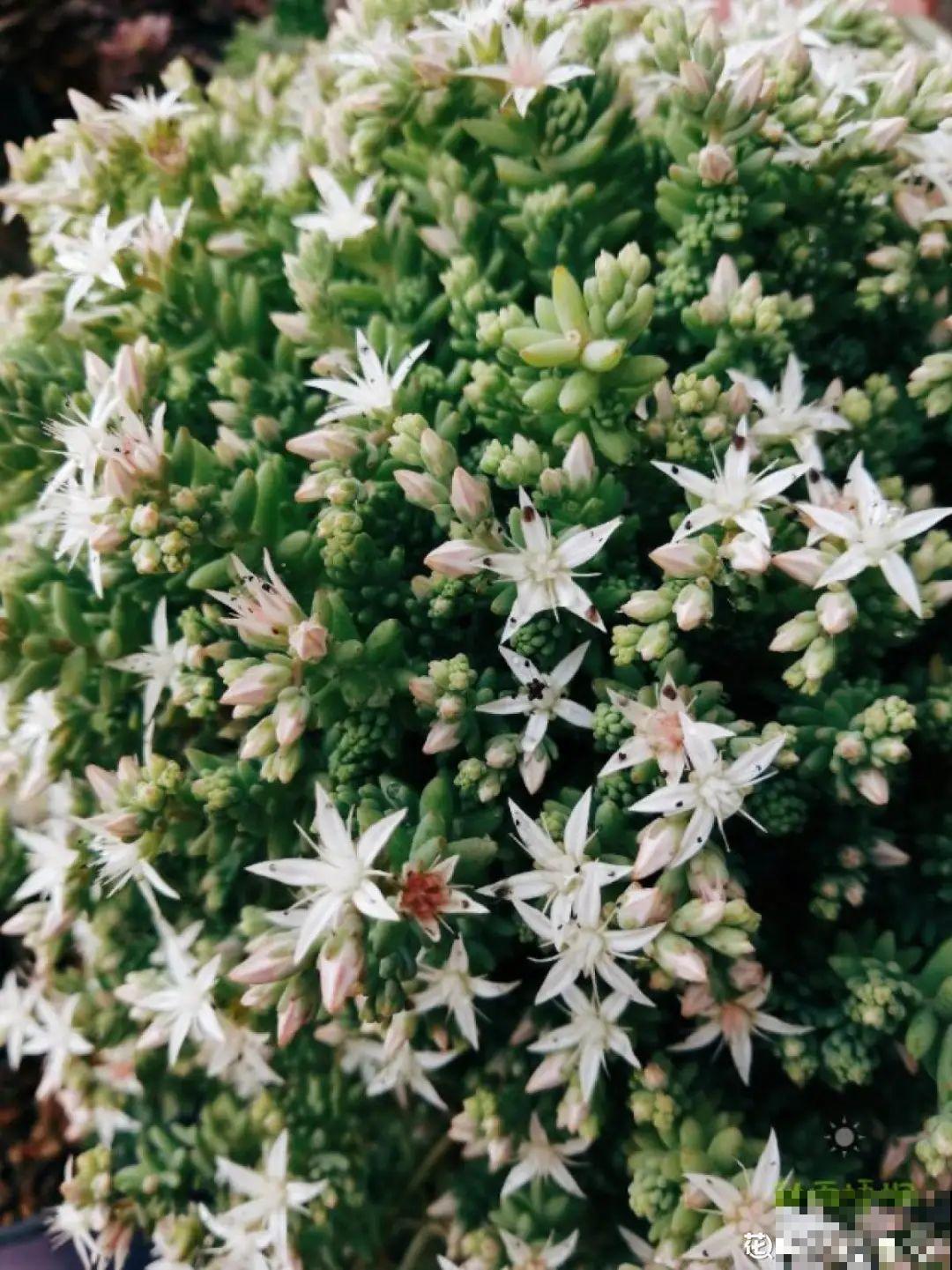 5种铺面多肉,沾土就活,迅速占满每一寸土地 5种铺面多肉,沾土就活,迅速占满每一寸土地