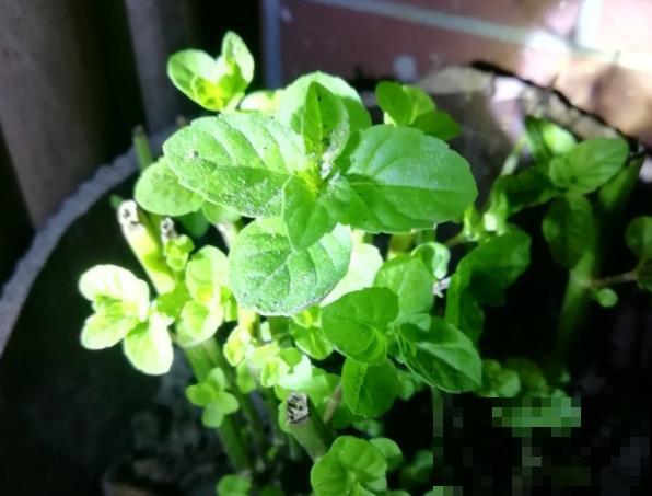 草本植物春剪,学着掐顶芽,呼呼冒出一大盆 草本植物春剪,学着掐顶芽,呼呼冒出一大盆