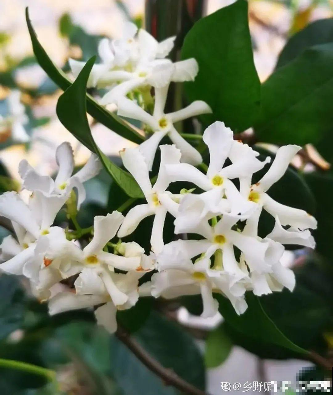 家里养盆香水花,满屋子飘香,还能净化空气 家里养盆香水花,满屋子飘香,还能净化空气
