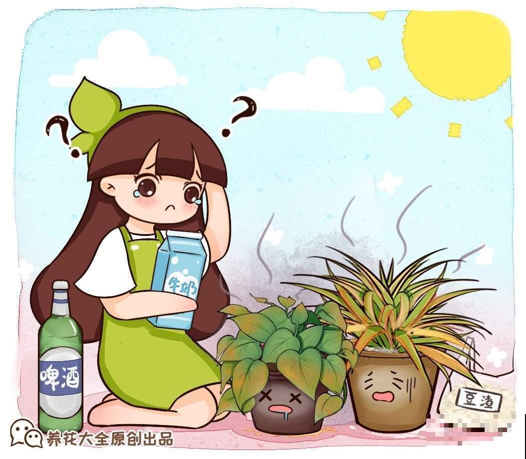 过期牛奶、啤酒也能来养花，成本低肥力足，花色好长得旺