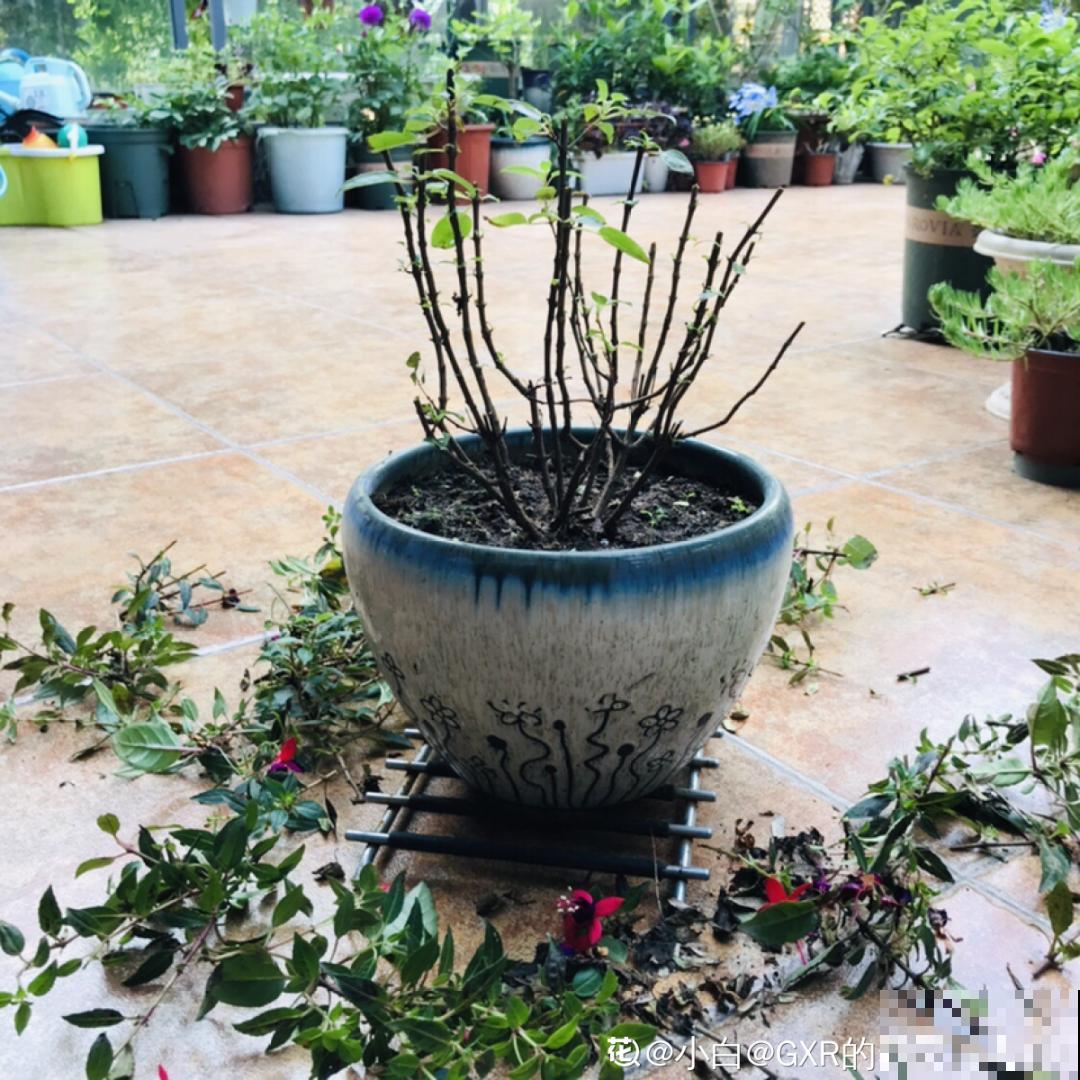 天热了,8种花要休眠,要少浇水 天热了,8种花要休眠,要少浇水