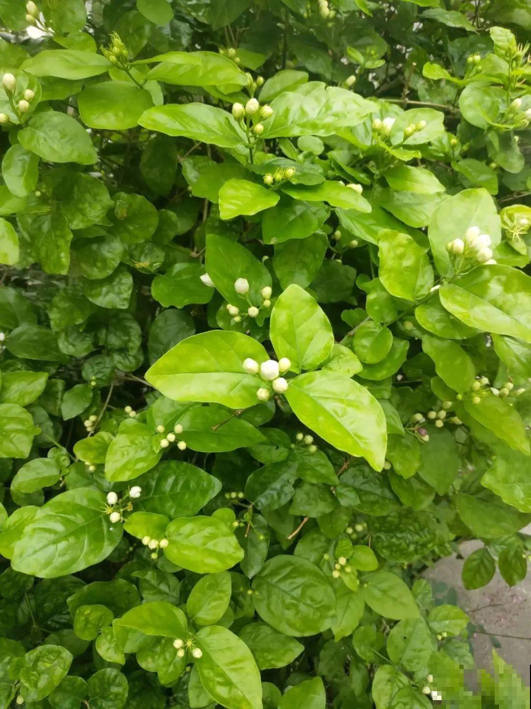 花开完了,别急着扔,好好养还能活几十年 花开完了,别急着扔,好好养还能活几十年