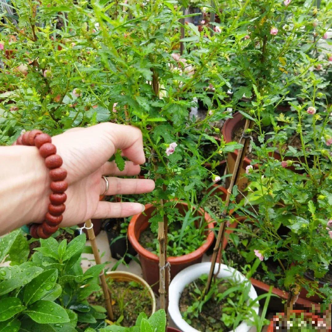 夏天扦插小木槿，半个月生根，养成棒棒糖开出花球