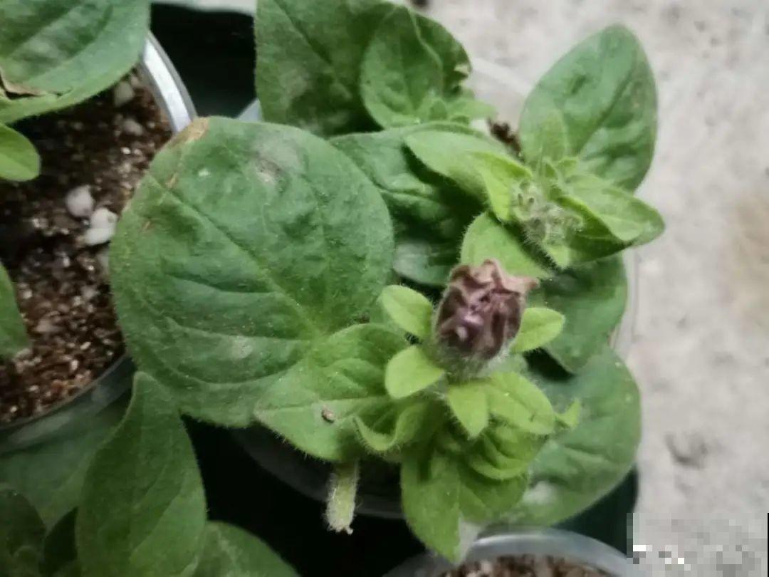 3种花打顶、扦插，可以同时进行，新手秒变大户