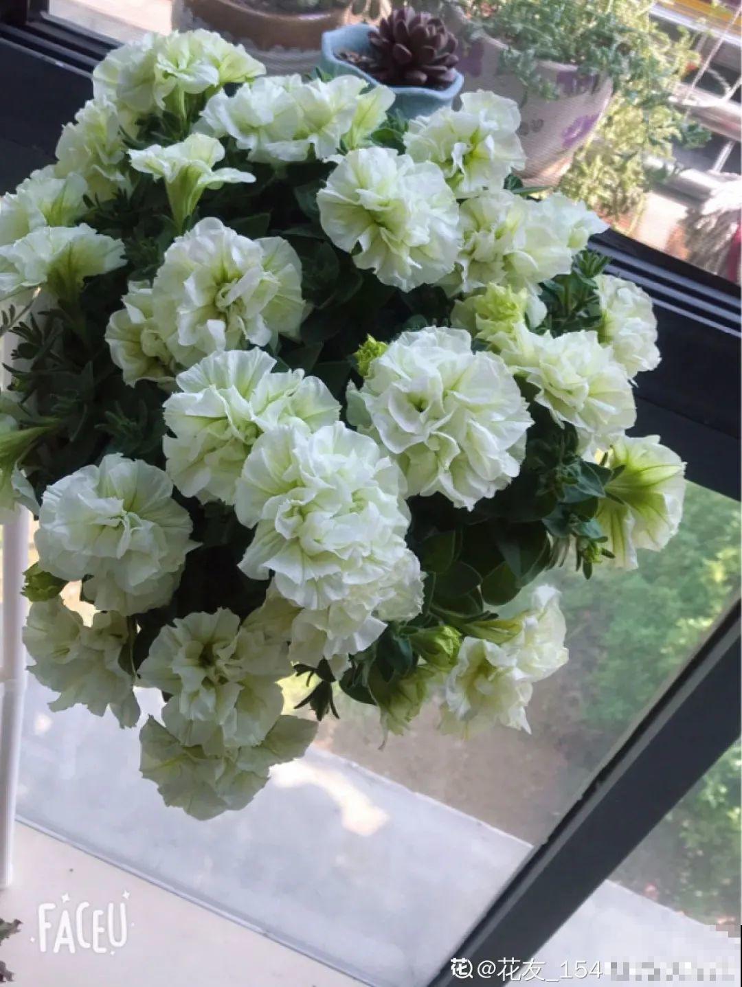 春天养盆绿色花,看着清爽干净,今年一定要养一盆 春天养盆绿色花,看着清爽干净,今年一定要养一盆