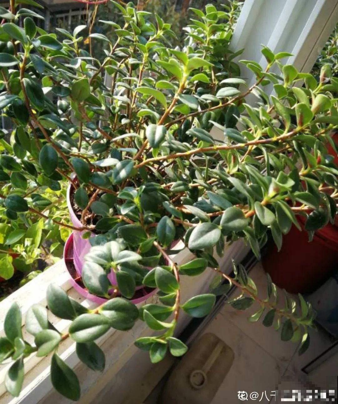 7种“落地生根”花,春天多插几棵,成活率特别高 7种“落地生根”花,春天多插几棵,成活率特别高