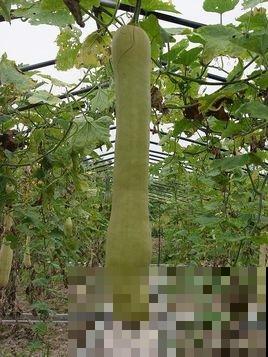 1种瓜真神奇,砍一刀很快就长出新的,边砍边吃真爽 1种瓜真神奇,砍一刀很快就长出新的,边砍边吃真爽