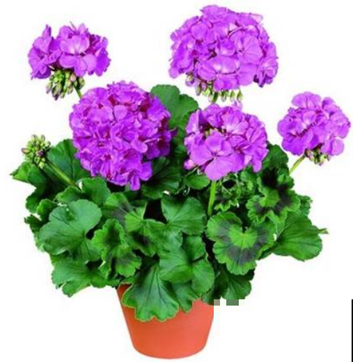 春天给花剃个“平头”，两个月就爆盆，疯长太旺盛