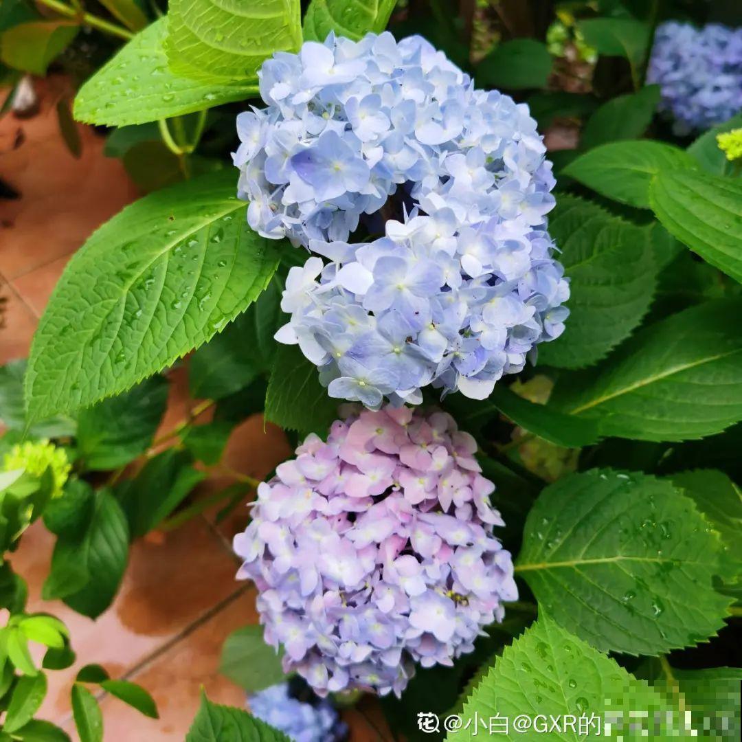 5种花不能淋雨，容易生病斑，搬屋里最保险