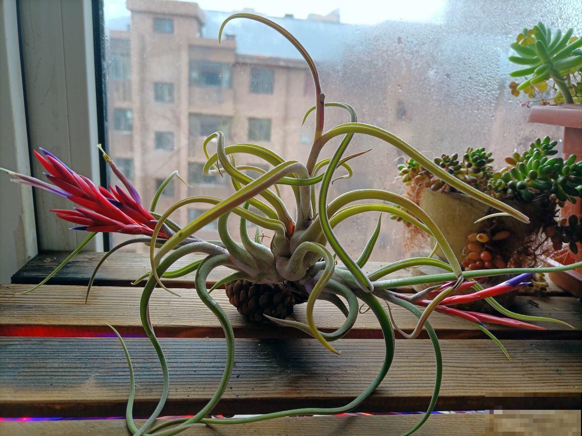 特耐旱的花,适合夏天养,不用浇水就很省事! 特耐旱的花,适合夏天养,不用浇水就很省事!