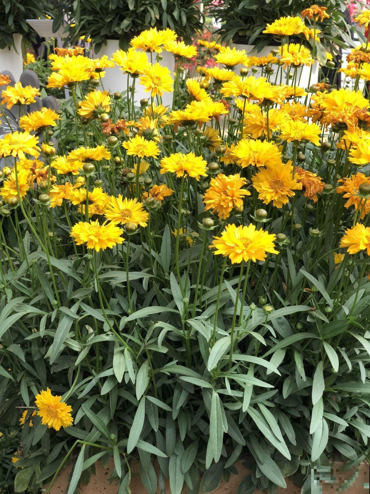 这5种花不怕晒，越热越长得旺，夏天开爆盆！