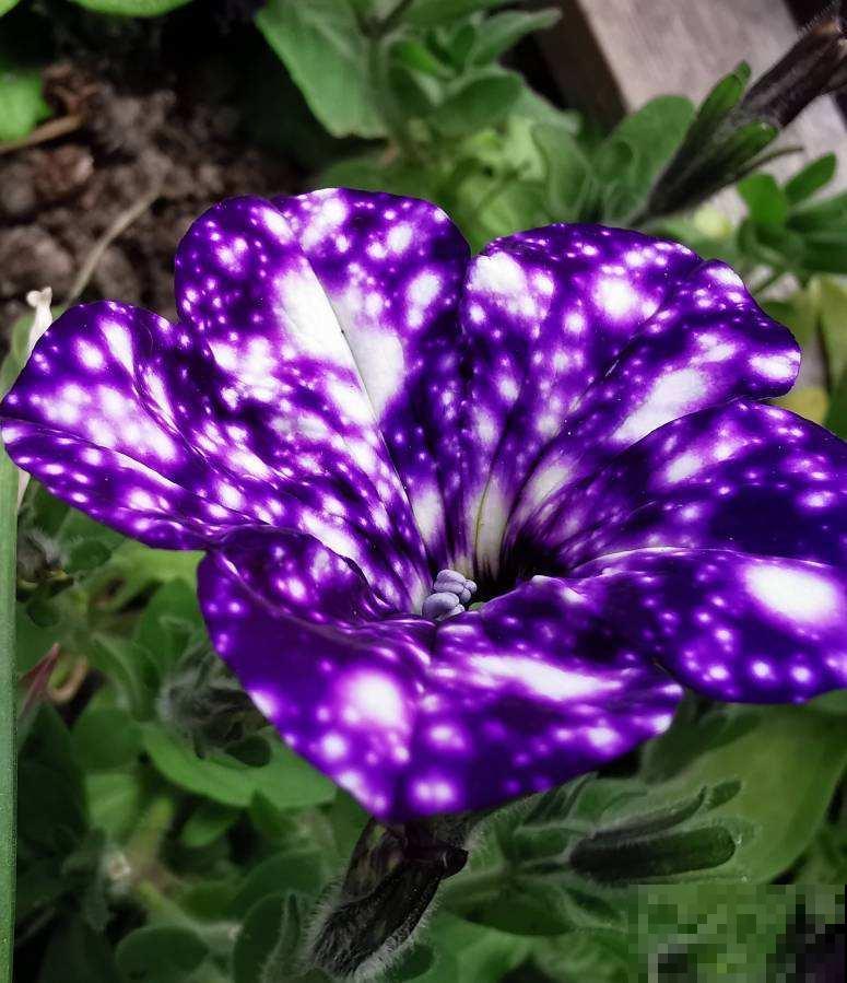 浪漫神秘的“星空矮牵牛”，花市少见，颜值超高